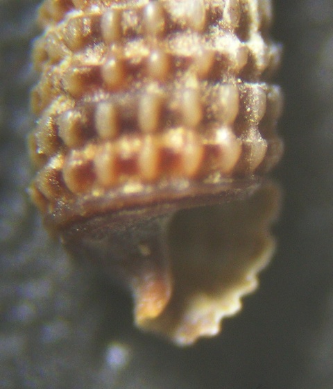 Dizionopsis